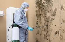  Orange Lake, NY Mold Removal Services Pros